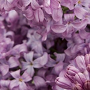 Meet your Posher, Anne